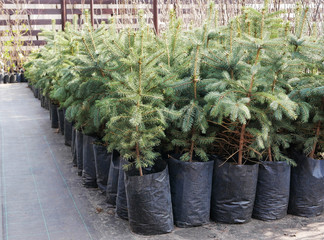 Many young green coniferous trees in pots in a nursery garden