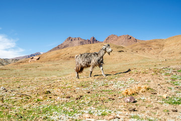 Grey, long-haired goat walking in High Atlas Mountains, Morocco, Africa