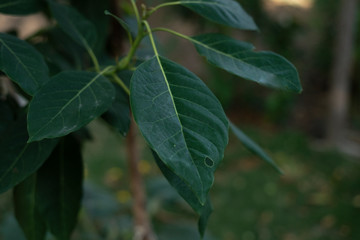 green leaves on a branch