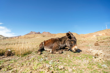 Old donkey resting in High Atlas Mountains in Morocco, Africa