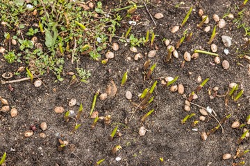 New flowers grow from the ground in spring
