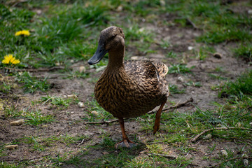 female mallard duck