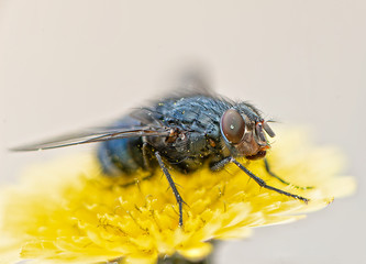 Detail of a fly.