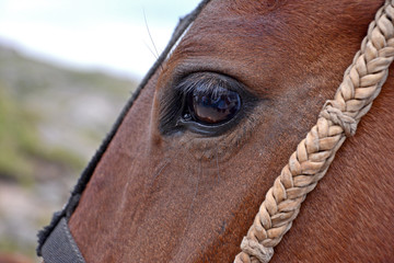 horse head close up