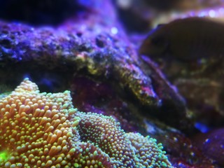 Small Anemone 