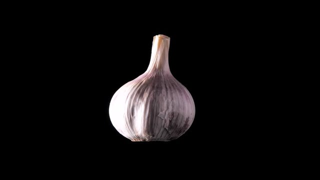 Garlic closeup. Macro shot of high quality garlic vegetable. Fresh organic garlic rotates spinning against black background. Prevention of Coronavirus or COVID-19. Good for immunity

