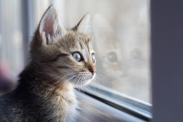 Sad brown kitten sits and looks out the window. Short hair cat cat on the windowsill