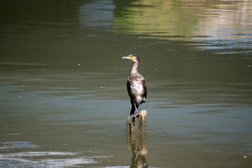 Great cormorant on a wooden pole, Bruges, Belgium