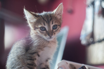 Сute brown kitten is sitting on the table. .falling asleep Little cat