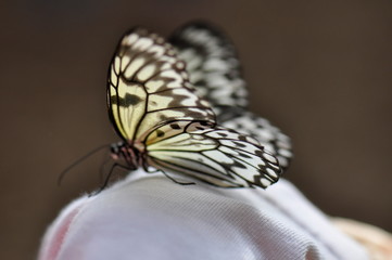 Obraz na płótnie Canvas Schmetterling, Falter