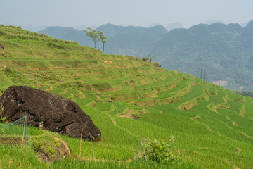 Newly planted rice terraces at Pu Luong Nature Reserve, Vietnam