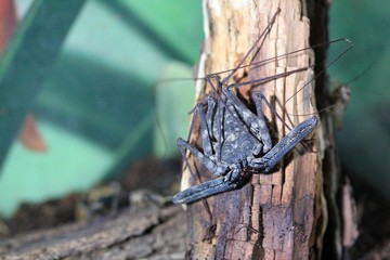 Spider Daemon medius on a tree trunk