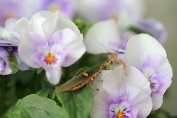 Mantis Creobroter nebulosa on Pansy flowers
