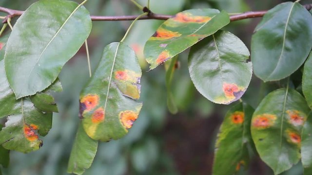 Pear green leaves with red spots of Pear rust or Gymnosporangium sabinae