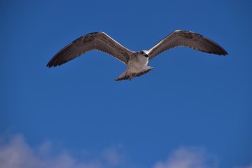 Seagull with clear blue sky background and copy space