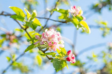 tender fresh bright spring branches of Apple trees, Apple tree blooming, tender pink buds