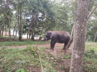 Naklejka premium elephant