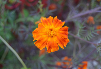 Close up macro shot of Tagetes patula, or French Marigold, a beautiful orange flower with colorful petals, bookeh or blurry background included