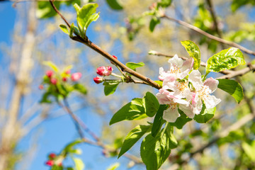 tender fresh bright spring branches of Apple trees, Apple tree blooming, tender pink buds