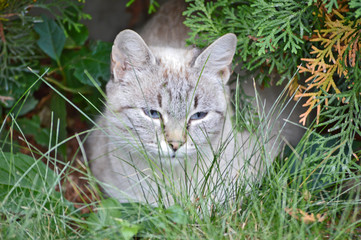 A single grey stripped cat with a suspicious look on it's cute little fluffy face oh my god look how cute he is just standing there in the garden judging people from between the grass and leaves XD