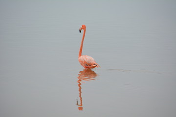 Flamingo visto en Celestun, en Yucatan