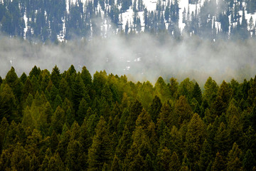 Forest in Mountains with Misty Storm