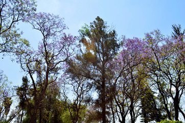 Jacarandas