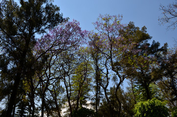 Jacarandas