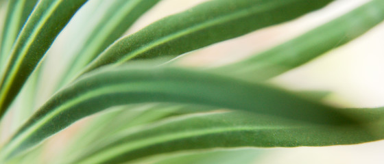 Feuillage ondulant de plante verte