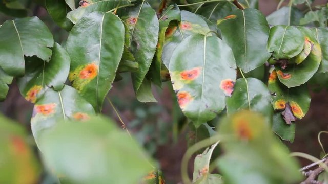 Pear green leaves with red spots of Pear rust or Gymnosporangium sabinae