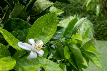 green leaves and white flower with rain drops