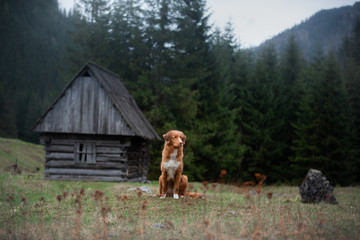 hiking with a dog. Nova Scotia Duck Tolling Retriever in the mountains, in the valley on a...