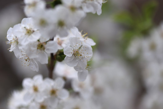 Cherry blossom © KSCHiLI