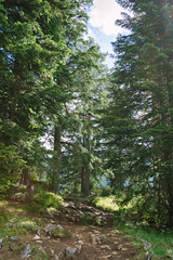 Fototapeta na wymiar Beautiful summer scene of Durmitor Nacional Park, Zabljak location, Montenegro, Europe