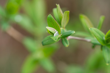 Rain on Honeysuckle Leaves in Springtime