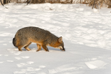 Grey Fox (Urocyon cinereoargenteus) Sniffs Through Snow to Right Winter