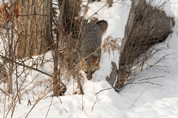 Grey Fox (Urocyon cinereoargenteus) Walks Down Snowy Log Winter