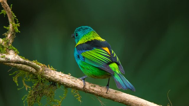 Green-headed tanager in Atlantic Rain Forest
