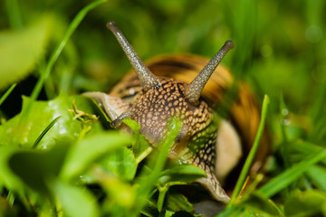 Close up of snail feeding on grass.