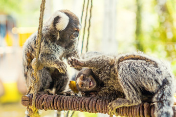 two marmoset playing