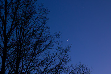 Twilight sky with crescent moon, Venus and tree silhouette after sunset © Elena Noeva