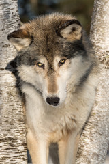 Grey Wolf (Canis lupus) Looks Up Between Trees Winter