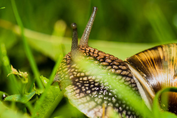 Close up of snail feeding on grass.