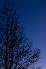 Fototapeta na wymiar Twilight sky with crescent moon, Venus and tree silhouette after sunset
