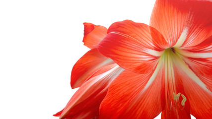 Red amaryllis isolated on a white background with copy space. Amaryllis flower close-up on a white background. Red hippeastrum or amaryllis flower isolated on a white background. Beautiful red flowers