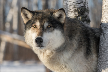 Grey Wolf (Canis lupus) Intently Looks Out From Trees Winter