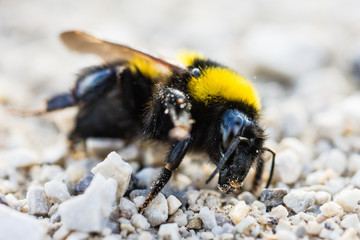 Bumble bee on the ground.