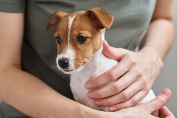 Woman playing with jack russel terrier puppy dog. Good relationships and friendship between owner and animal pet