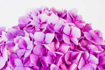 Obraz premium Colorful Hydrangea flower - hortensia.