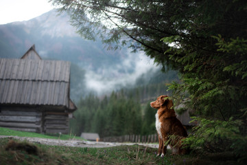 hiking with a dog. Nova Scotia Duck Tolling Retriever in the mountains, in the valley on a background of small houses